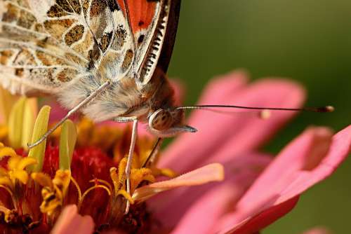 Butterfly Macro Animal World Nature Summer