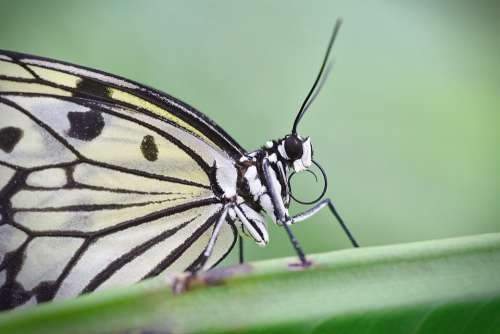 Butterfly Macro Insect Butterflies Edelfalter