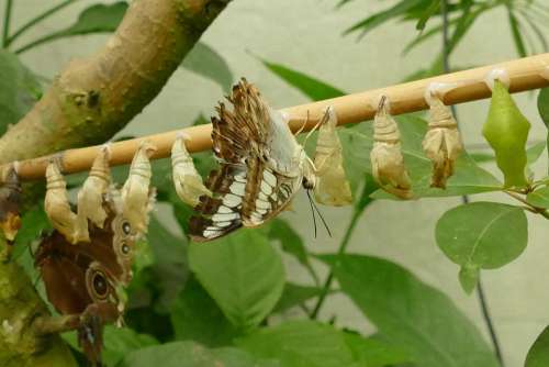 Butterfly Pop Caterpillar Bug Transformation