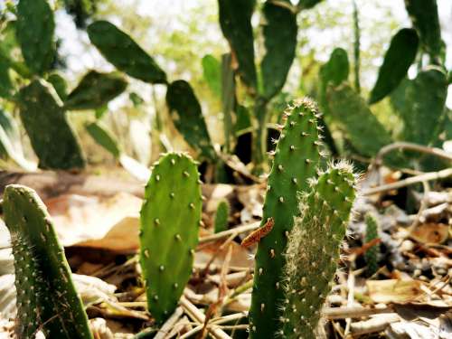 Cactus Thorns Green Nature Ground Level Spina
