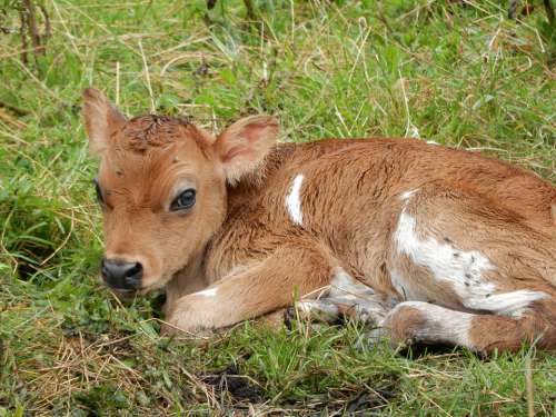Calf Meadow Pasture Animal Cows