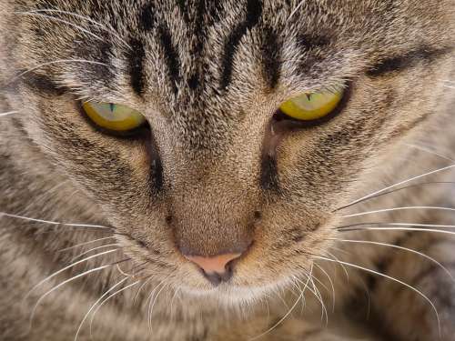 Cat Cute Portrait Mammal Pet Animal Kitten Eye