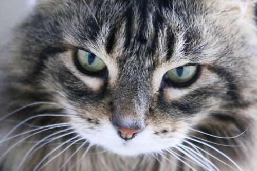 Cat Head Curious Curiosity Tiger Silver