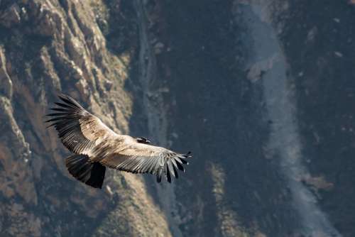 Condor Peru Andean Condor Bird From Above Raptor
