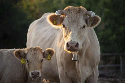 Cow Calf Nature Maternity Sunlight Pasture