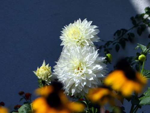 Dahlia Flower Blossom Bloom White Nature Plant