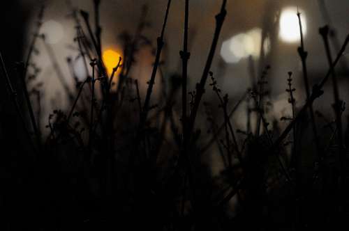Dark Plants Shadow Silhouette Nature Lights Blur
