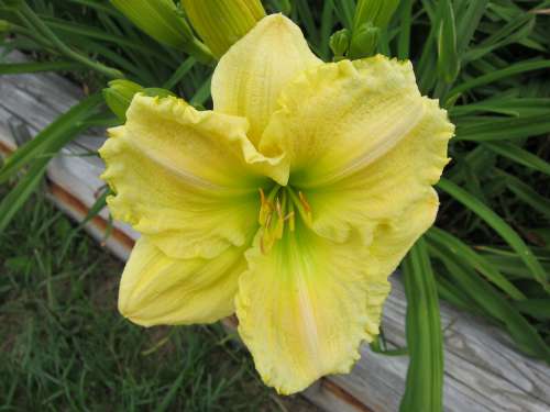 Daylily Yellow Plant Nature Blossom Garden Flora