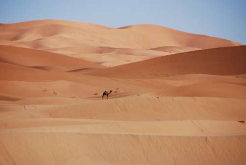 Desert Sand Dunes Morocco Golden Sand Camel