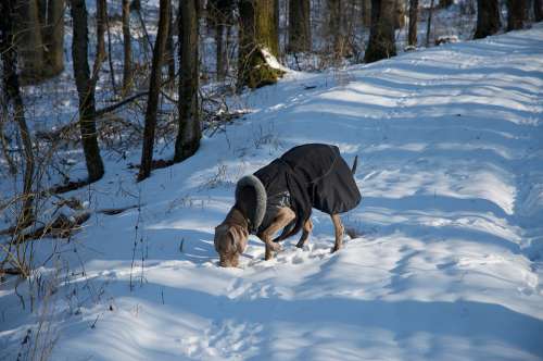 Dog Weimaraner Winter Snow Pet Nature Animal