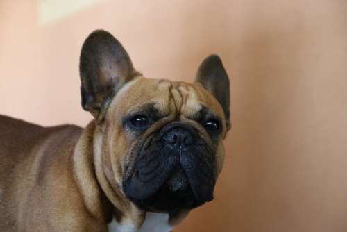 Dog Dog French Animal Pet Cute Bulldog Sweet