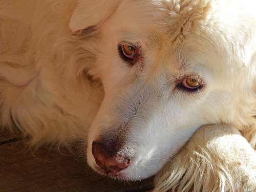 Dogs Pets Animal Trust Canine Portrait Maremma
