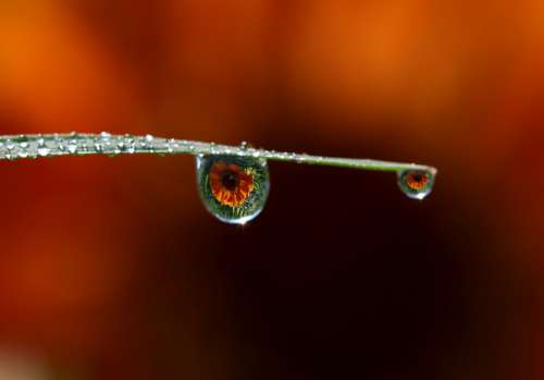 Drops Water Dew Macro Grass Rain Leaves Nature