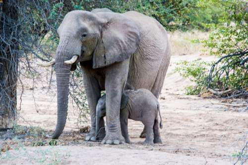 Elephant Mother Young Animal Baby Africa Etosha
