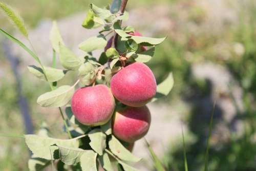 Erzincan Grape Apple