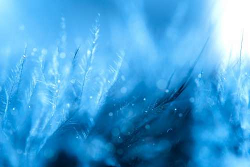 Feather Background Blue Loving Drops