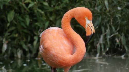 Flamingo Animal Bird Animal World Pink Zoo Bill