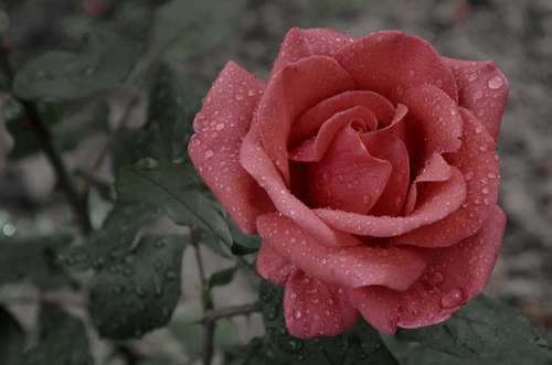 Flower Rose Rain Raindrop Blooms At Love Wet Red