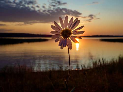 Flower Sunset Lake Plant Nature Summer Evening