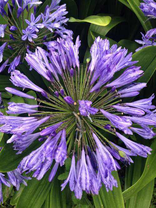 Flower Purple Nature Plant