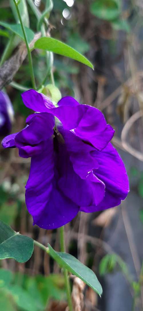 Flower Vibrant Blue Pea