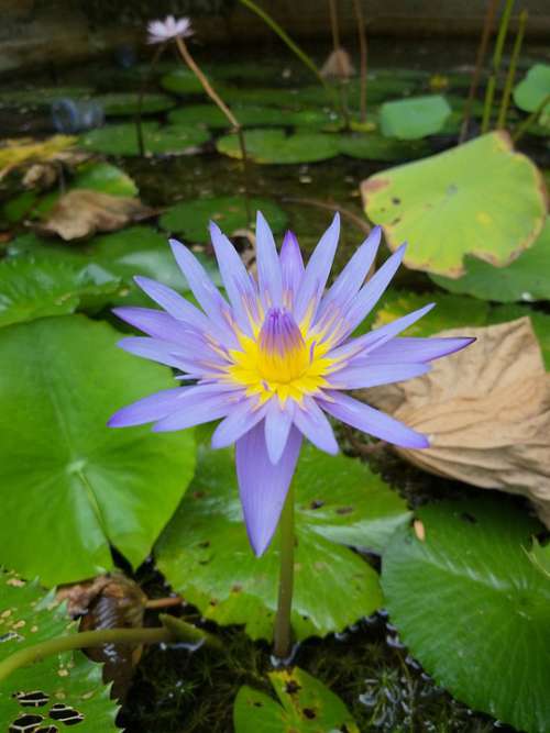 Flower Lotus Pond Peace Blossom Petals