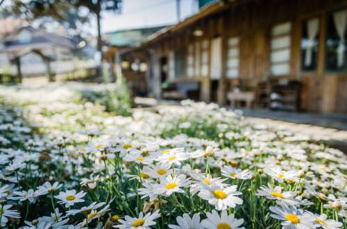 Flowers Travel Nature Da Lat