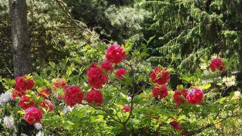 Flowers Hydrangeas Summer Colorful Nature Park