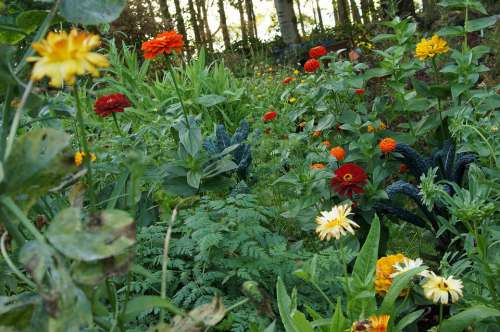 Flowers Colorful Garden Autumn Wide Kale Green