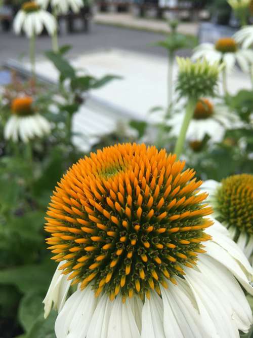 Flowers White Garden Petals Nature Botany Pollen