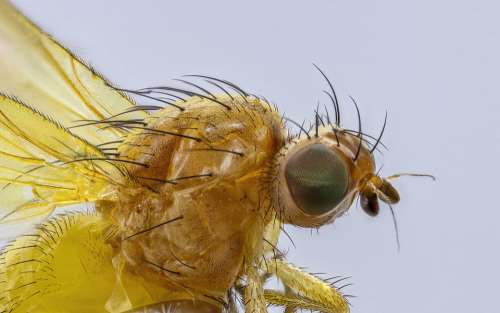 Fly Yellow Insect Tiny Macro Micro Hairy Eyes