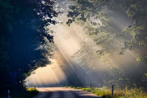 Fog Sunbeam Road Trees Mood Landscape Mystical