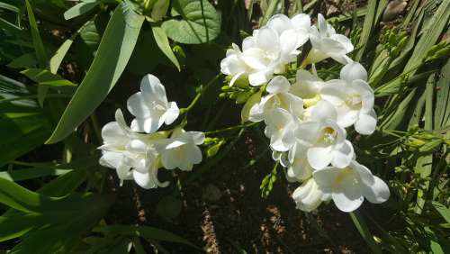 Freesias Freesia Perennial Bulbs White Flowers