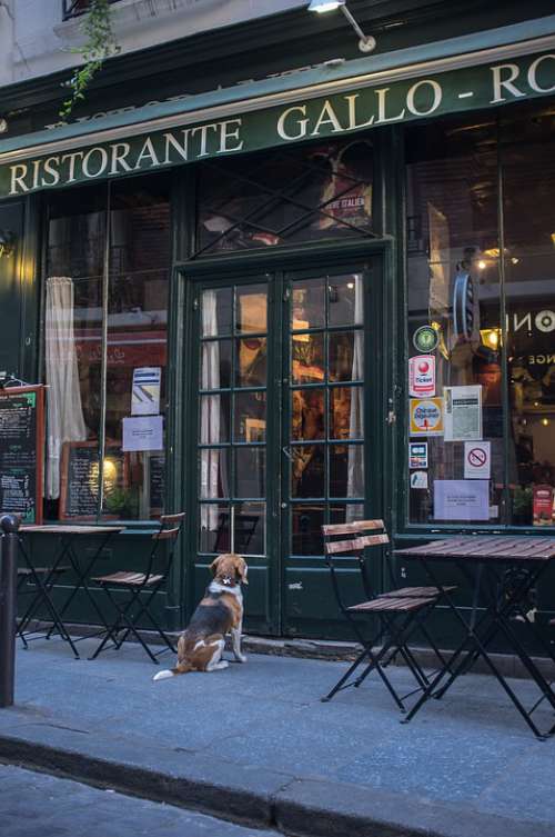 French Restaurant Brewery Paris Waiting Dog