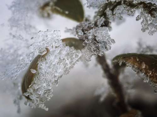 Frozen Lingonberry Ice Winter Hexagon Crystal