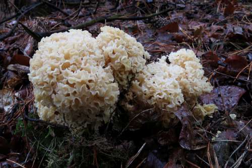Fungi Forest Autumn Nature Cauliflower Fungus