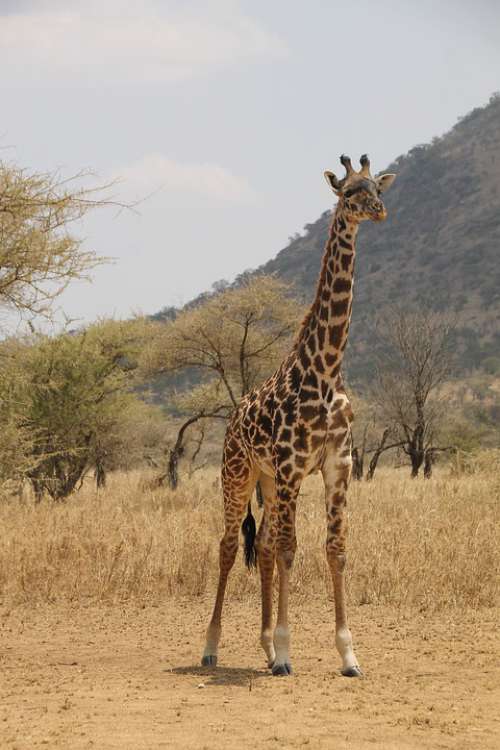 Giraffe Tanzania Safari Africa Animal Serengeti