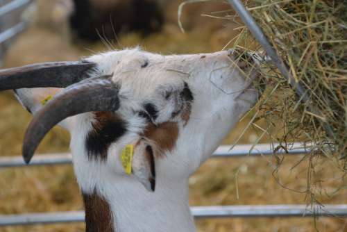 Goat Domestic Goat Horns Livestock Ruminant Animal