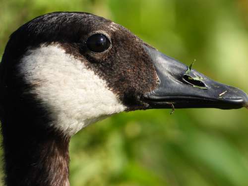 Goose Canadian Geese Face Bird Wildlife Close-Up