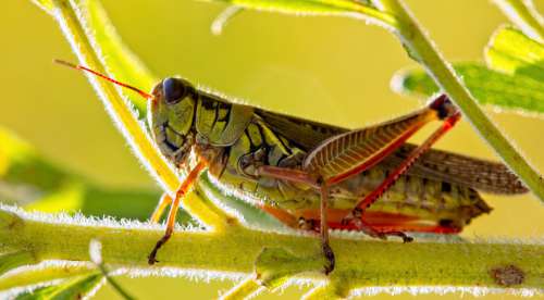Grasshopper Cricket Insect Nature