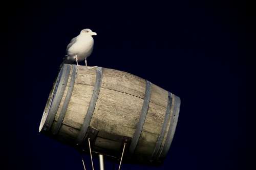 Gull North Sea Bird Water Bird Summer Barrel