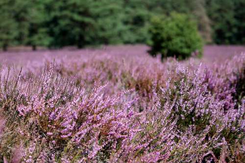 Heather Purple Landscape Summer Field