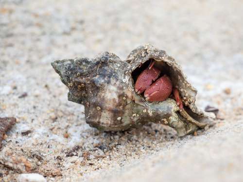 Hermit Crab Cancer Sea Mussels Crab Beach