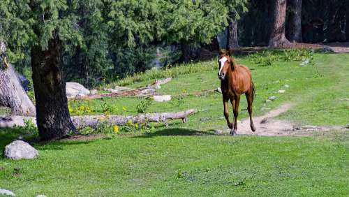 Horse Animal Nature Pasture Equine Equestrian