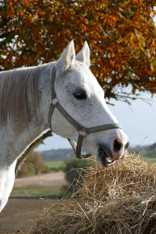 Horse Expensive Autumn Horse Head Equestrian