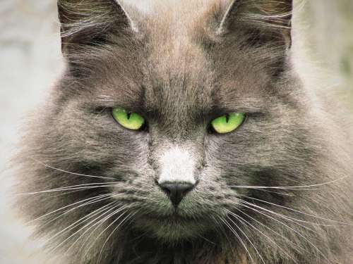 House Cat Face Pet Animal Home Feline Eyes