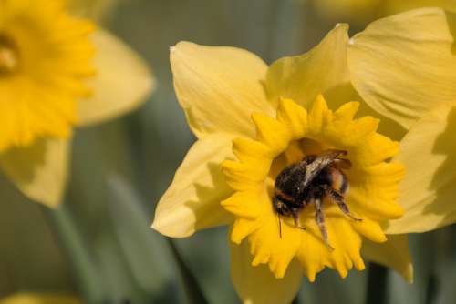 Hummel Bee Yellow Daffodil Sprinkle Narcissus