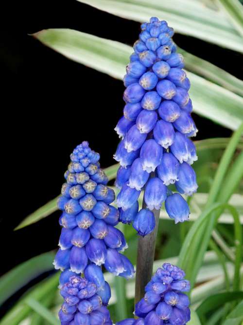 Hyacinths Blue Bulbs Spring Flowers Garden Nature