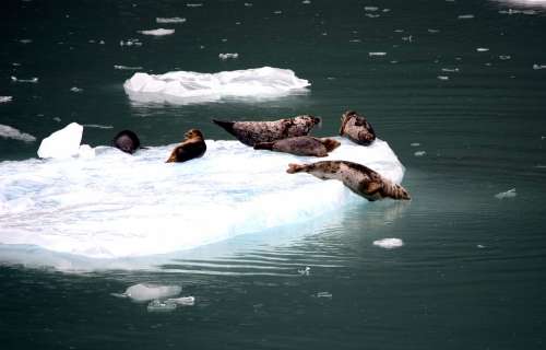 Iceberg Seals Animal Ocean Alaska