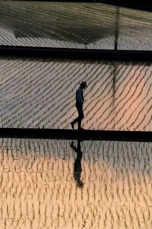 Japan Yamada'S Rice Fields Landscape Natural Farmer